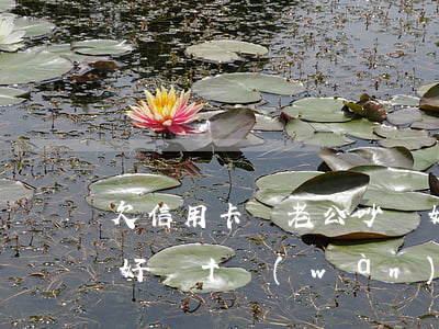 欠信用卡錢老公吵離婚-丈夫用信用卡欠了好幾十萬(wàn)我們離婚,我承擔(dān)這筆錢嗎?