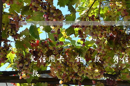 欠信用卡錢能貸款嗎(欠信用卡的錢還可以貸款嗎)
