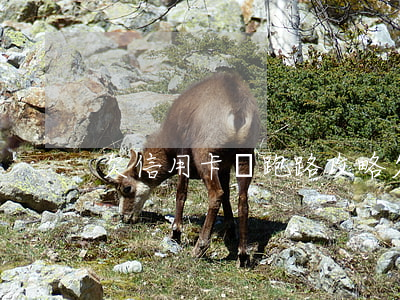 欠信用卡錢跑路攻略(欠信用卡逃跑)