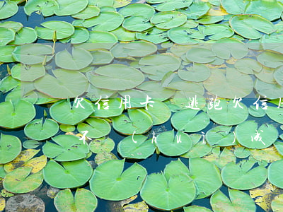 欠信用卡錢逃跑(欠信用卡跑了會(huì)不會(huì)成為網(wǎng)逃)