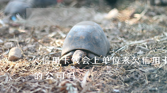 欠信用卡钱会上单位来(欠信用卡会打给所在的公司吗)