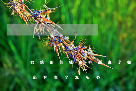 欠信用卡钱律师函来了会怎么样(信用卡律师函下来了怎么办)