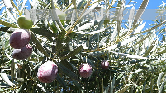欠信用卡钱直接被经侦(欠信用卡钱直接被经侦起诉了)