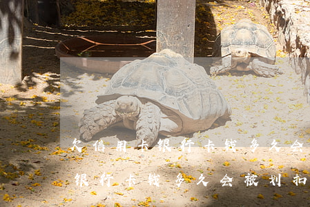 欠信用卡银行卡钱多久会被划扣-欠信用卡银行卡钱多久会被划扣卡里