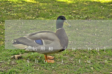欠信用和網(wǎng)貸怎么跟朋友說(shuō)(網(wǎng)貸打電話(huà)給我說(shuō)朋友欠款)
