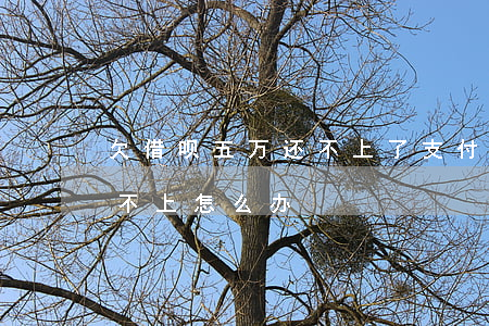 欠借呗五万还不上了(支付宝借呗借了5万还不上怎么办)