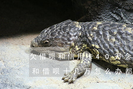 欠借呗和信用卡40万会做牢吗-欠信用卡和借呗十几万,怎么办,都是前夫用的