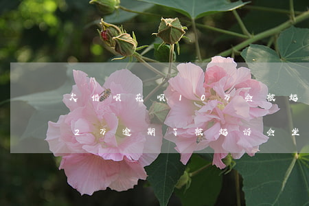 欠借呗花呗10万会被起诉吗(花呗借呗欠12万逾期了被起诉会坐牢吗)