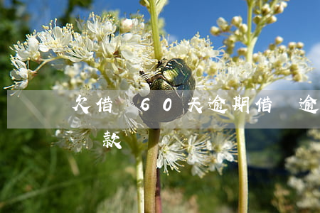 欠借唄60天逾期(借唄逾期60天要求全額還款)