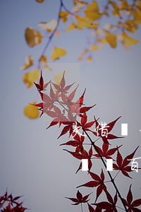 欠借唄一萬(wàn)塊還不起怎么辦(欠借唄幾百元還不上怎么辦)