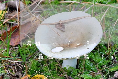欠借唄一萬(wàn)說(shuō)要去戶籍地(還唄借款說(shuō)要到我的戶籍地)