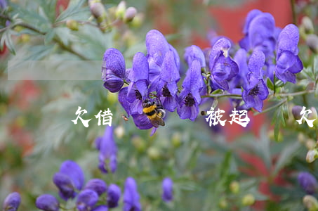欠借唄兩萬會被起訴嗎(欠借唄兩萬會被起訴嗎)