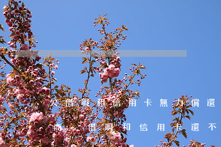 欠借唄和信用卡無力償還怎么協(xié)商-借唄和信用卡還不上怎么辦