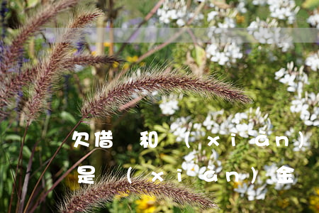 欠借唄和現(xiàn)金貸先還哪個(還唄是現(xiàn)金貸嗎)