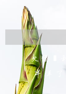 欠借唄和花唄逾期一年(支付寶花唄借唄逾期半年了)