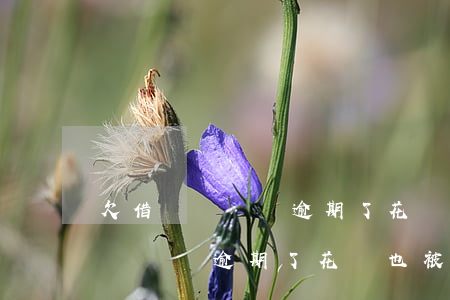 欠借唄幾萬塊逾期了花唄也被停了-欠借唄幾萬塊逾期了花唄也被停了怎么辦