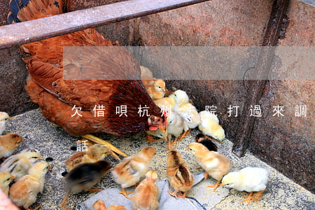 欠借唄杭州法院打過來調(diào)解電話-