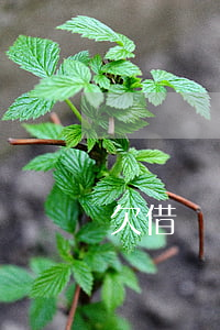 欠借唄沒還會賣車嗎(借唄花唄沒還清可以車貸嗎)