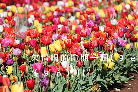欠借唄的逾期一個(gè)月(借唄 逾期一個(gè)月)