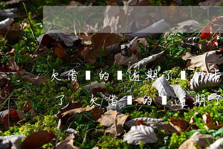 欠借唄的錢逾期了銀行卡被凍結(jié)了-欠借唄的錢逾期了銀行卡被凍結(jié)了怎么辦