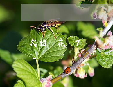 欠借唄花唄7萬(wàn)逾期200多天-
