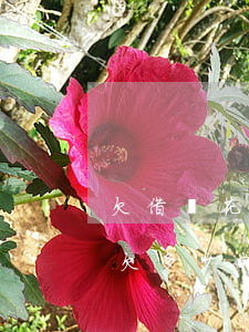 欠借唄花唄二萬(wàn)塊要坐牢嗎(借唄欠多少就好坐牢)