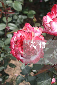 欠借唄花唄法院會怎么判(借唄花唄會起訴嗎)