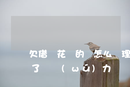 欠借唄花唄的錢怎么處理(支付寶花唄借唄欠了錢無(wú)力償還怎么辦)