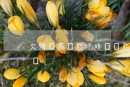 欠借唄花唄能跑蜂鳥眾包嗎(蜂鳥借唄能下款嗎)