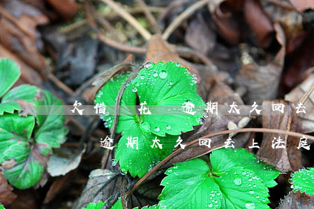 欠借唄花唄逾期太久回去上法庭-欠借唄花唄逾期太久回去上法庭會怎么樣