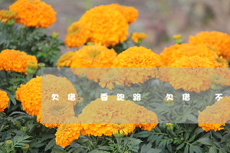 欠借唄要跑路嗎(欠借唄不還違法嗎)