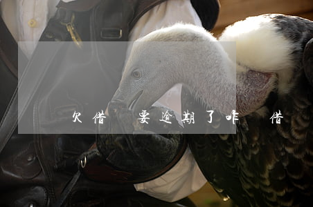 欠借唄要逾期了咋辦 借唄逾期了怎么辦又沒錢還