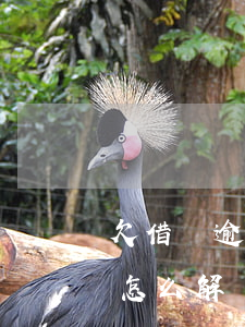 欠借唄逾期了我不知道怎么辦(借唄逾期都是怎么解決的)
