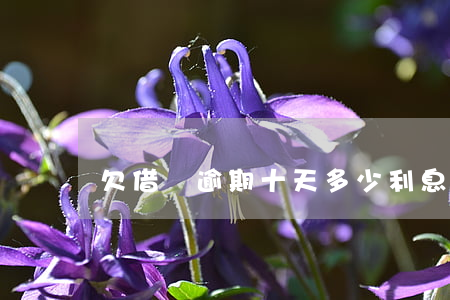 欠借唄逾期十天多少利息(借唄逾期了怎么辦)