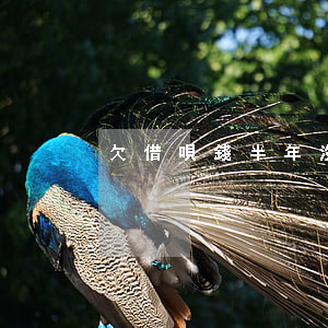 欠借唄錢半年沒還會怎么樣(借唄半年沒還了)