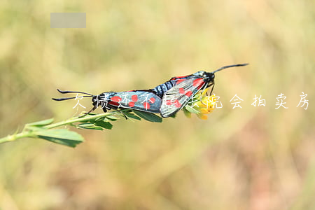 欠债还不起法院会拍卖房产么