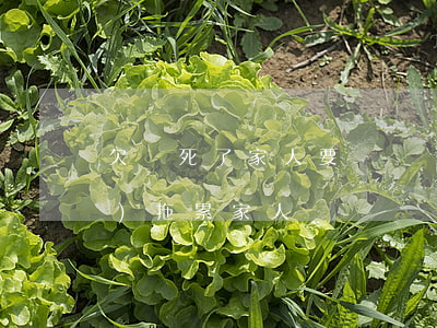 欠債死了家人要還錢嗎(欠債死了會(huì)拖累家人嗎)