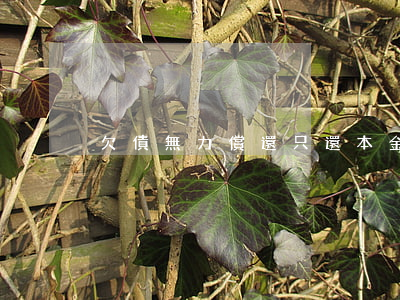 欠債無力償還只還本金