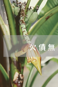 欠債無力償還怎么生活(欠債 無力償還)