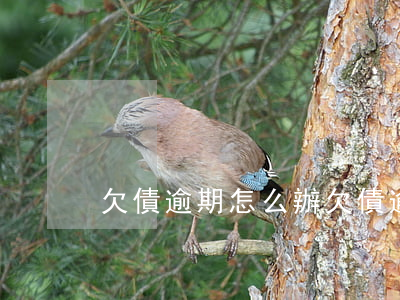 欠債逾期怎么辦(欠債逾期怎么辦銀行卡)