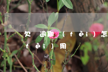 欠債逾期費(fèi)怎么算-逾期的費(fèi)用