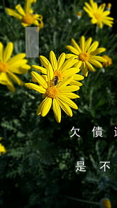 欠債還不起被起訴了怎么辦(欠賬起訴成功,還是不還怎么辦)