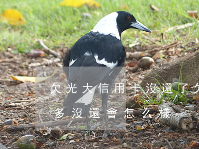 欠光大信用卡沒還了(欠光大銀行信用卡兩萬多沒還會怎么樣)