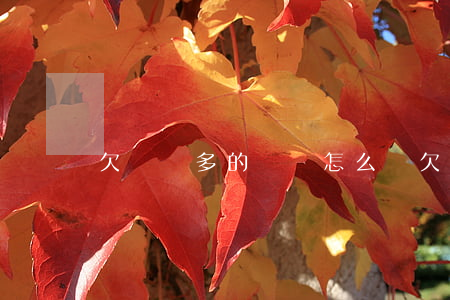 欠兩萬多的網貸怎么辦(欠了兩千網貸怎么辦)