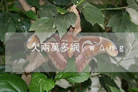欠兩萬多網(wǎng)貸會不會坐牢