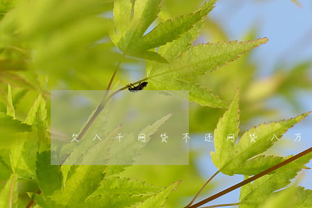欠八千网贷不还(网贷八万不还会怎样)