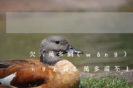 欠六萬多網(wǎng)貸還不上(網(wǎng)貸6萬多還不上怎么辦)