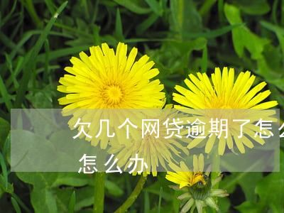 欠几个网贷逾期了怎么办(网贷逾期好几年了怎么办)