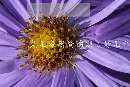 欠几家网贷逾期了(好几个网贷都逾期了)