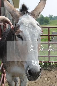 欠分期乐4600元钱分36期还(分期乐借款8000分36期还利息是多少)